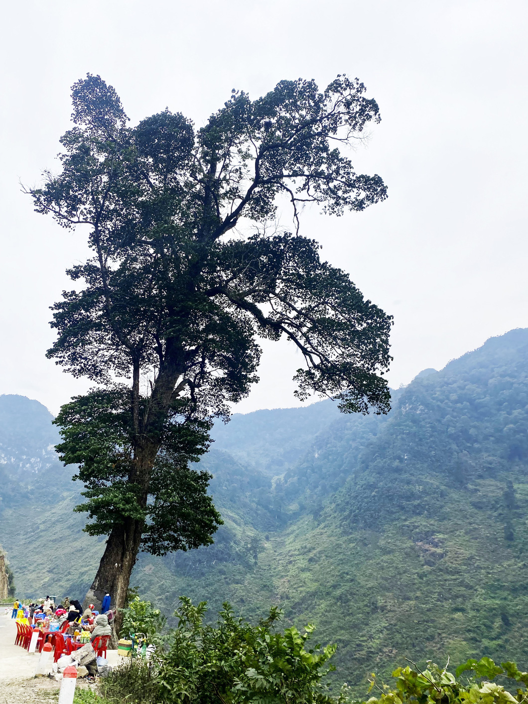 The famous 'lonely' tree - a tourist attraction on National Highway 4C in Can Ty Commune, Ha Giang Province, Vietnam. Photo: Minh Huyen/ Tuoi Tre