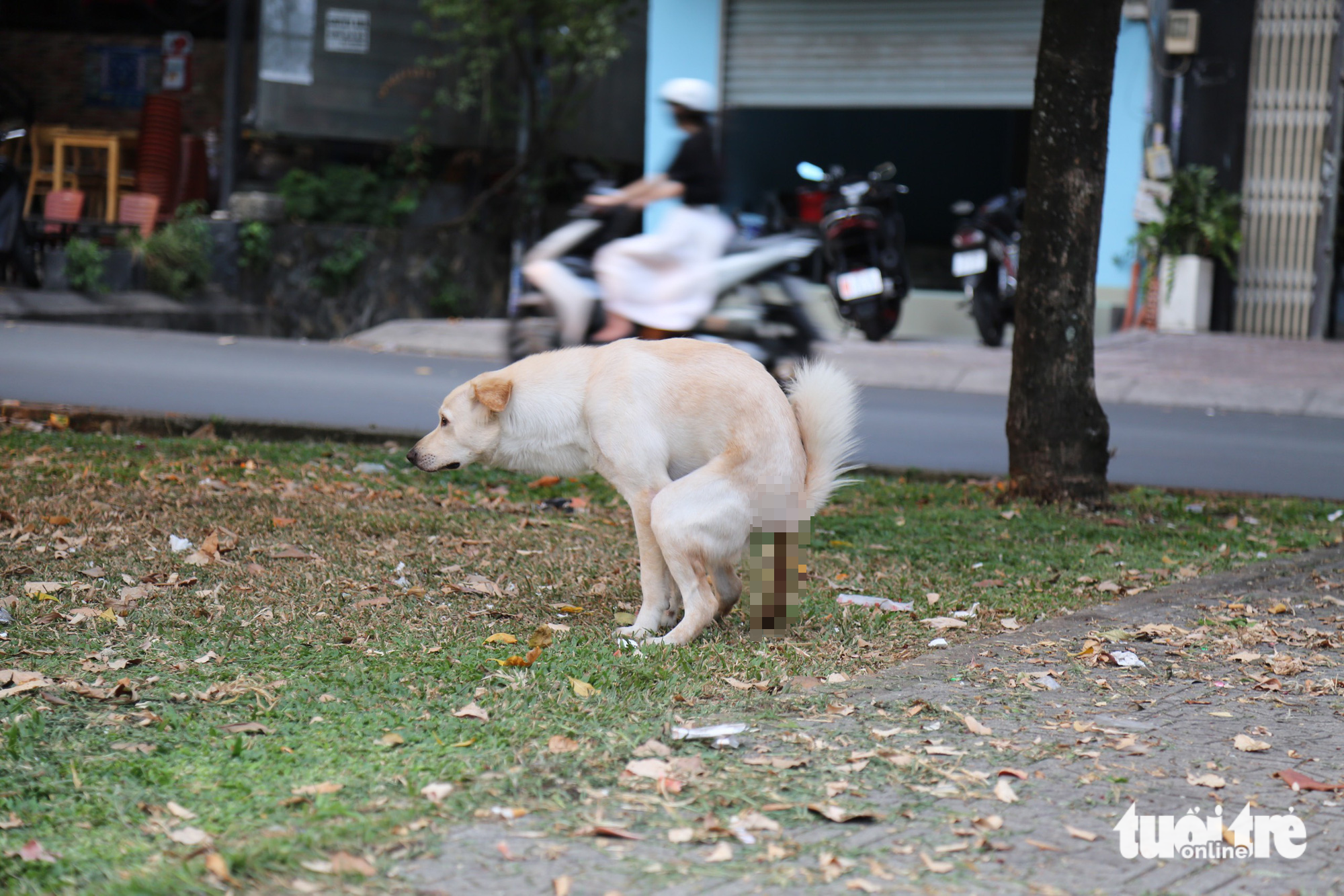A dog poops at the green space along Nhieu Loc-Thi Nghe Canal in Phu Nhuan District, Ho Chi Minh City. Photo: Phuong Quyen / Tuoi Tre