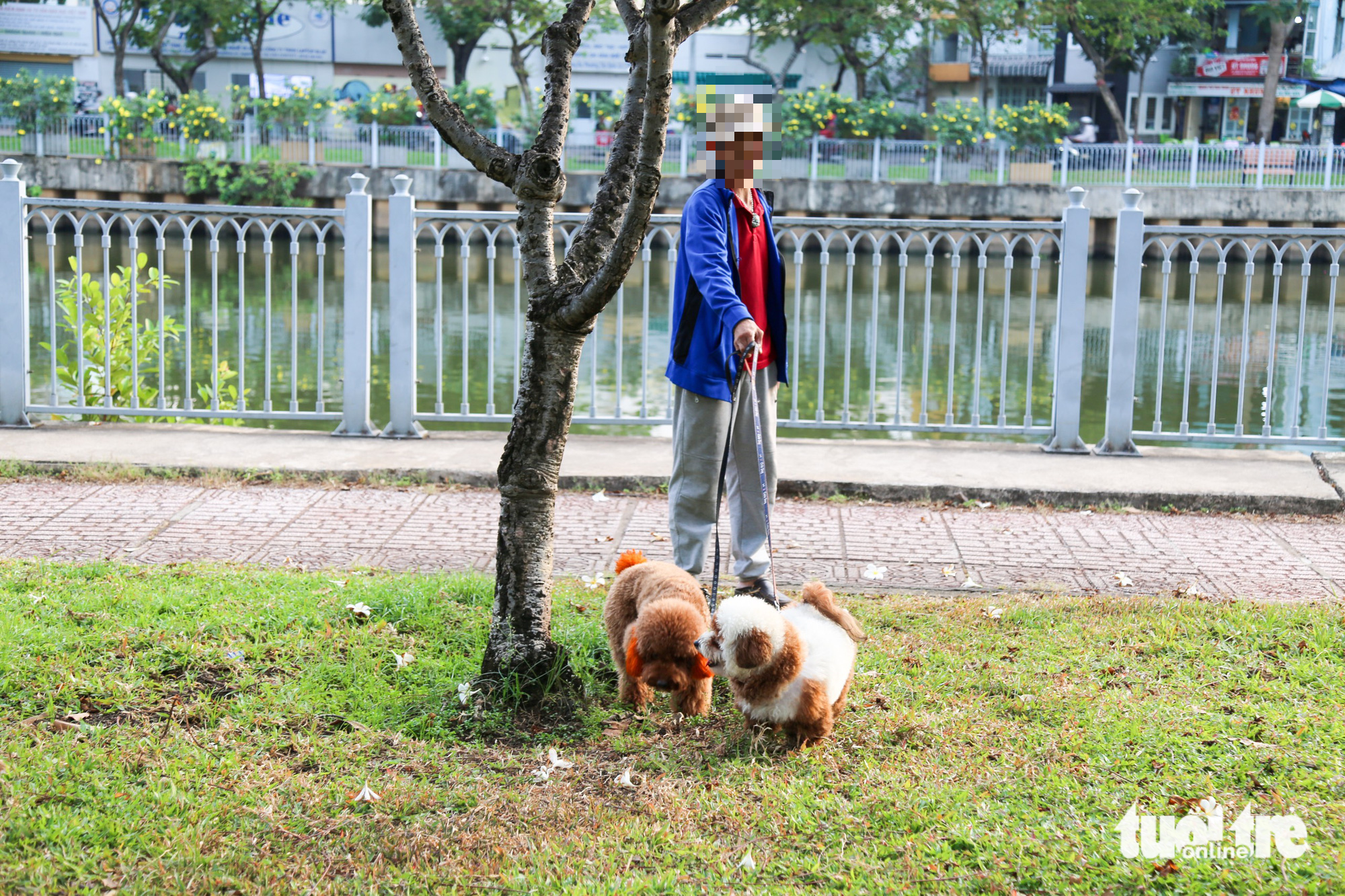 A person takes two dogs to pee at a tree along Nhieu Loc-Thi Nghe Canal in Phu Nhuan District, Ho Chi Minh City. Photo: Phuong Quyen / Tuoi Tre