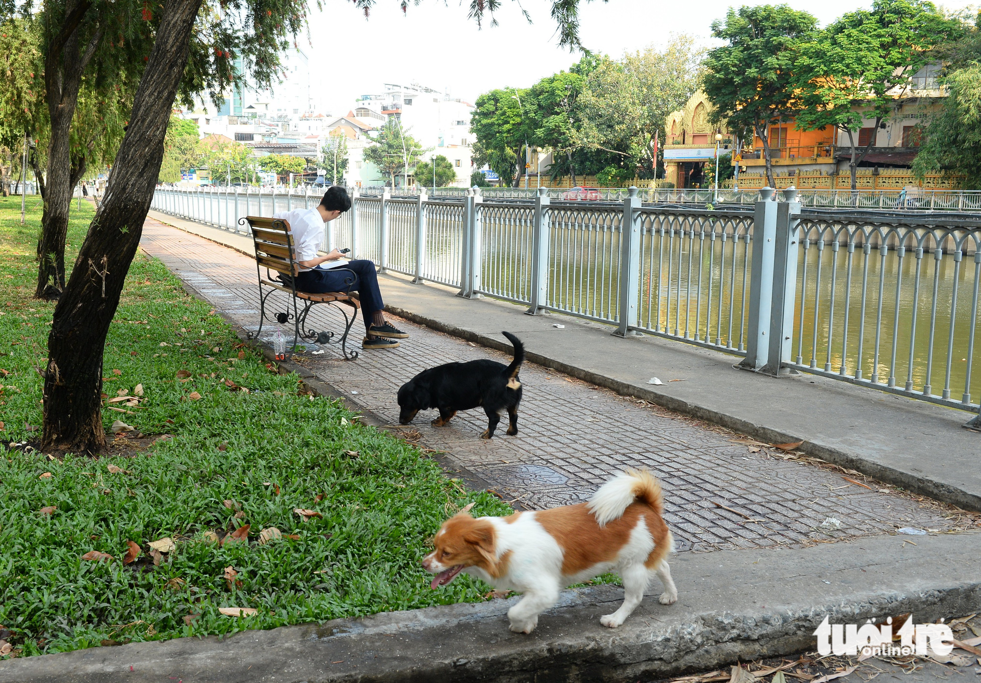 Unmuzzled dogs are pictured along Nhieu Loc-Thi Nghe Canal in Binh Thanh District, Ho Chi Minh City. Photo: Tu Trung / Tuoi Tre
