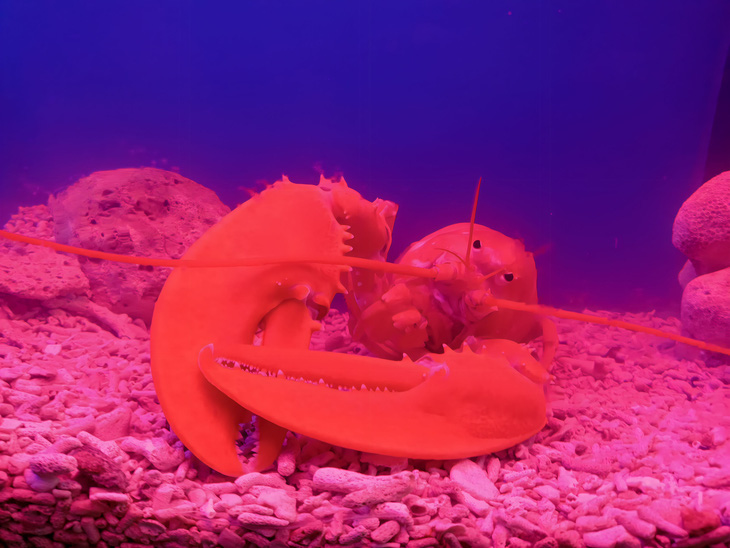 A rare yellowish orange lobster is seen after shedding shell at the Institute of Oceanography in Nha Trang City, Khanh Hoa Province, Vietnam, February 22, 2023. Photo: Minh Chien / Tuoi Tre