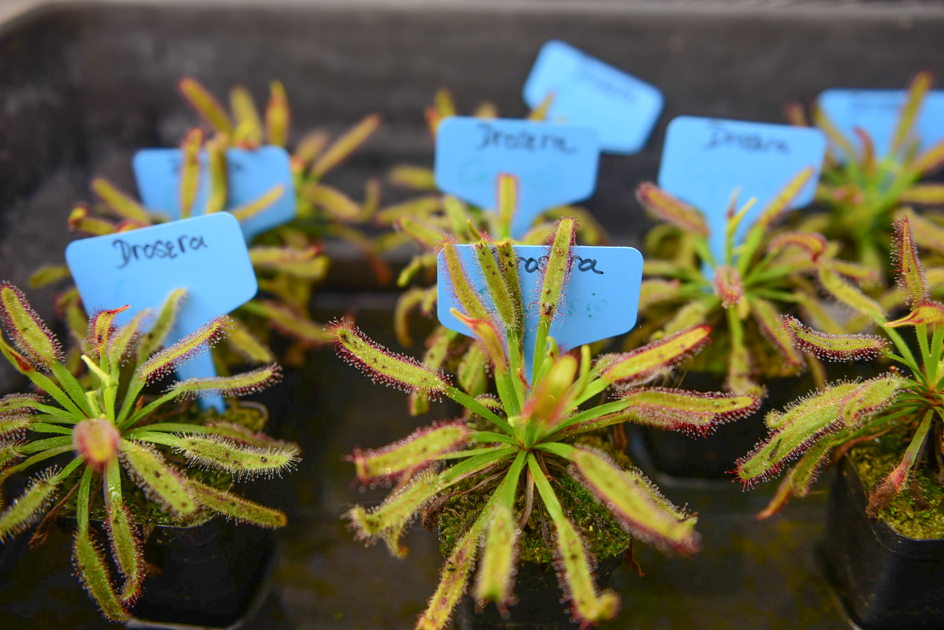 Cape sundews in Nguyen Thi Hong Thu’s garden in District 8, Ho Chi Minh City. Photo: Ngoc Phuong / Tuoi Tre News