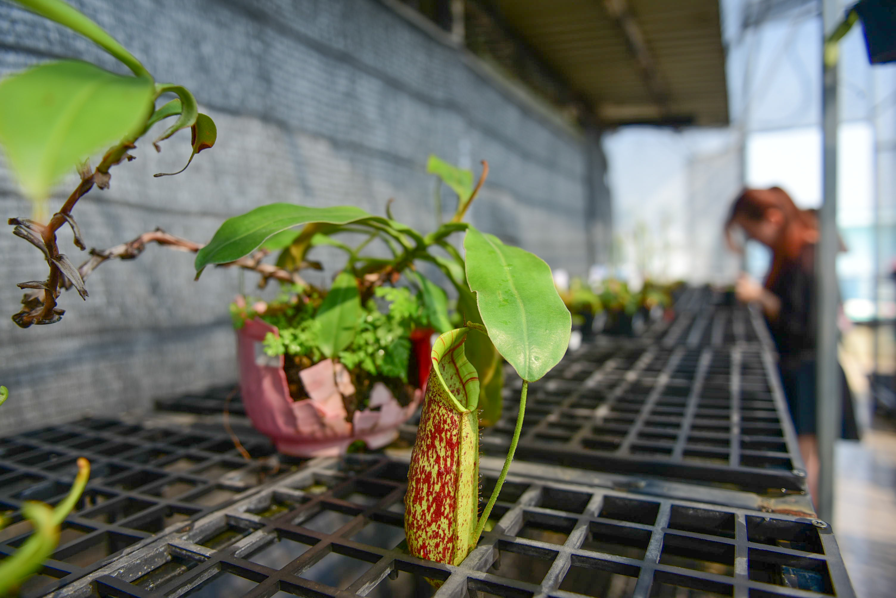 A swamp pitcher-plant in Thu’s garden. Photo: Ngoc Phuong / Tuoi Tre News