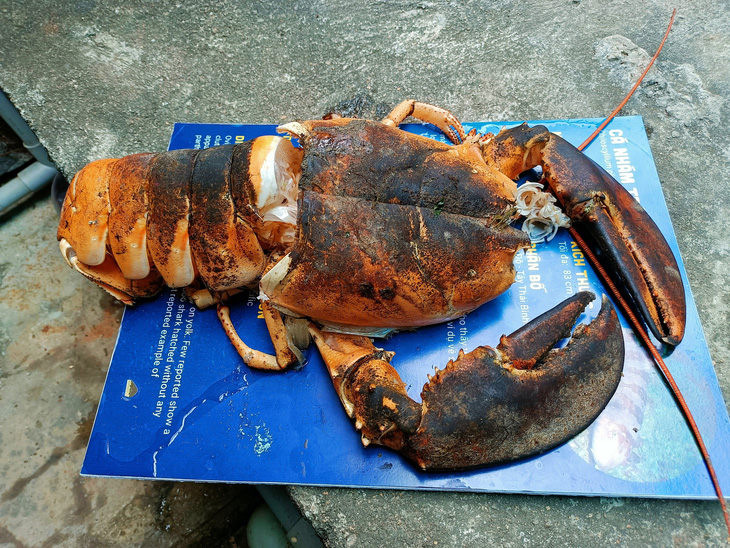 The old shell of a rare yellowish orange lobster at the Institute of Oceanography in Nha Trang City, Khanh Hoa Province, Vietnam, February 22, 2023. Photo: Minh Chien / Tuoi Tre