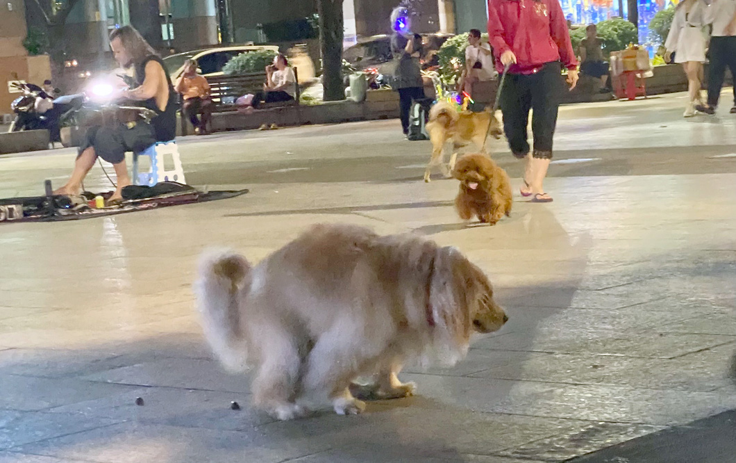A dog poops on the walking street. Photo: Dieu Qui / Tuoi Tre