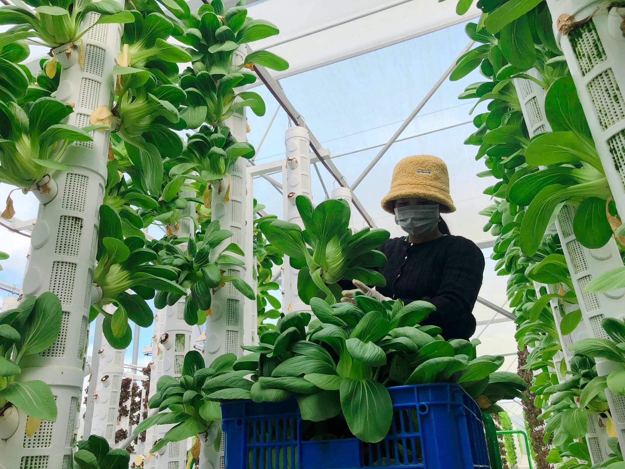 The plants are grown in the vertical system, with 20 plants grown in each two-meter tall pod. Photo: Hong Van  / Tuoi Tre