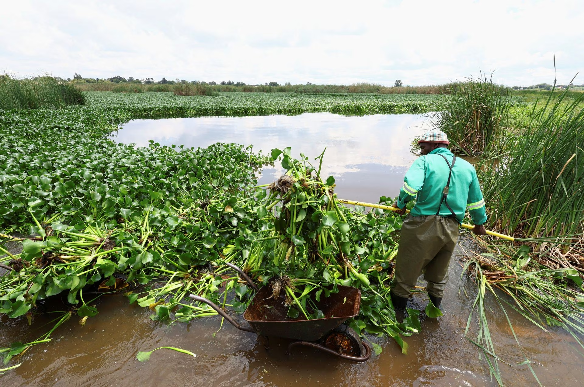 A municipal worker clears off hyacinth weed at the Grootvaly Blesbokspruit wetland reserve, near Springs, in the east of Johannesburg, in South Africa, February 15, 2023. Photo: Reuters