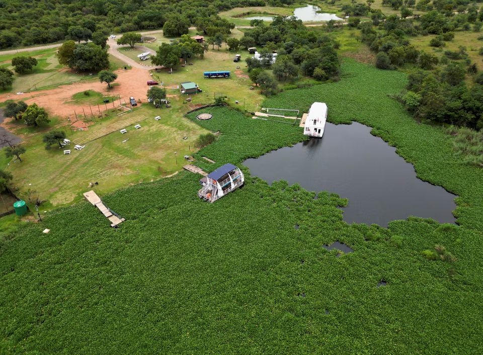 View of boats stuck in a sea with invasive green water hyacinth weed at the Hartbeespoort dam, informally known as 'Harties,' a small resort town in the North West Province of South Africa, February 16, 2023. Photo: Reuters