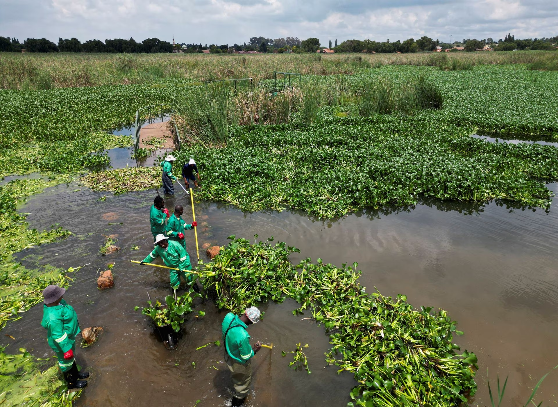 Municipal workers clear off hyacinth weed at the Grootvaly Blesbokspruit wetland reserve, near Springs, in the east of Johannesburg, in South Africa, February 15, 2023. Photo: Reuters