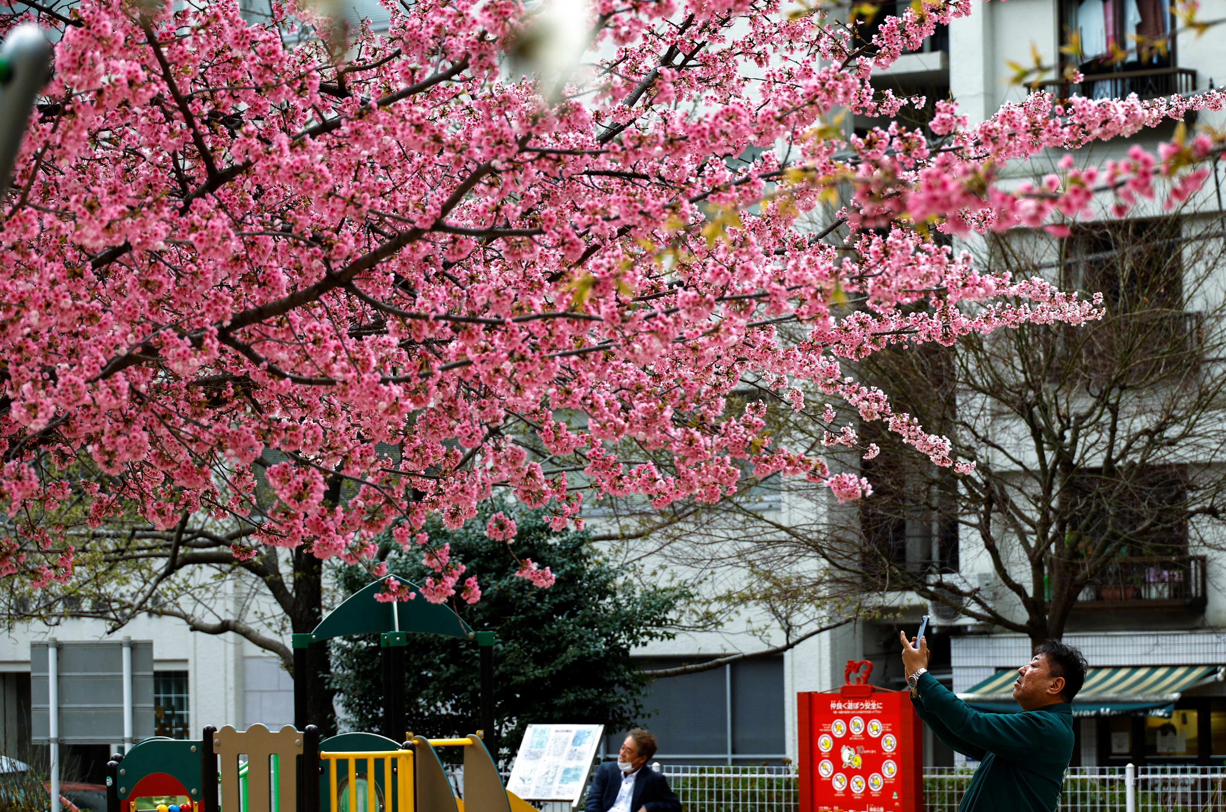 A man takes photo of cherry blossoms on the first day of the Japanese government's relaxation of official guidance on masks as it emerges from the COVID-19 pandemic, in Tokyo, Japan March 13, 2023. Photo: Reuters