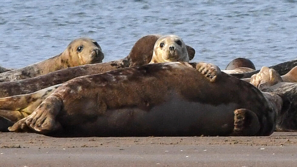 Shetland sanctuary fights to save seals as pollution takes toll