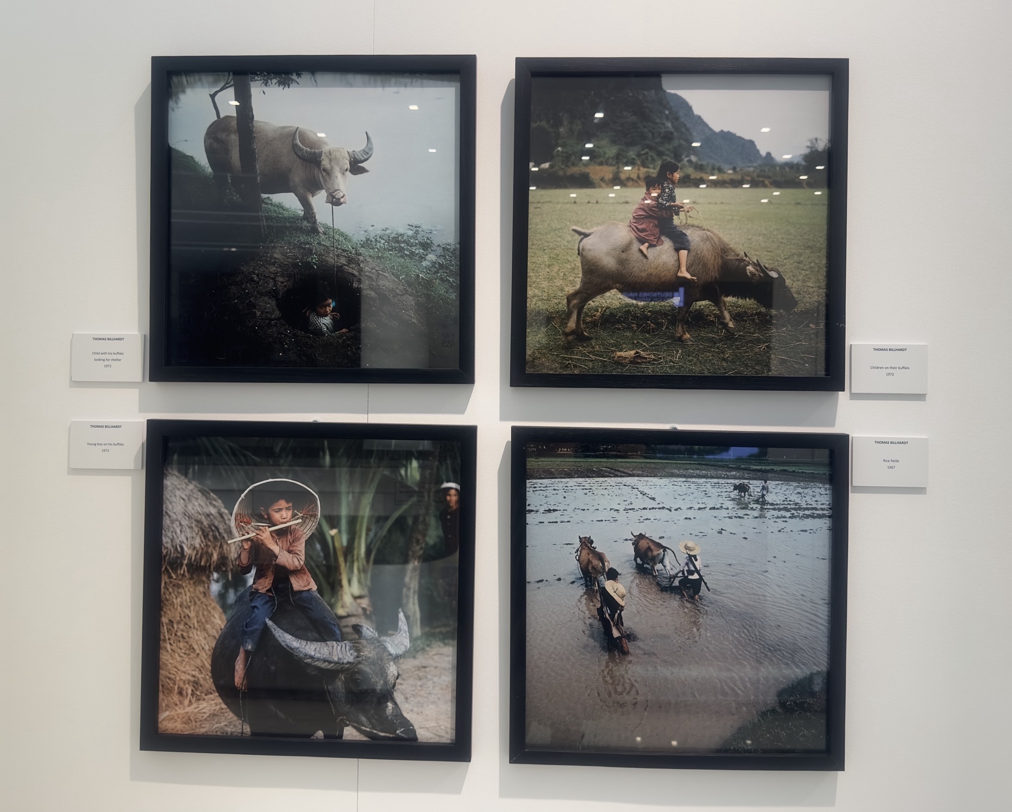 Pictures show children and buffaloes in the 1967-1972 period taken by  Thomas Billhardt displayed at the exhibition. Photo: Tieu Bac / Tuoi Tre News