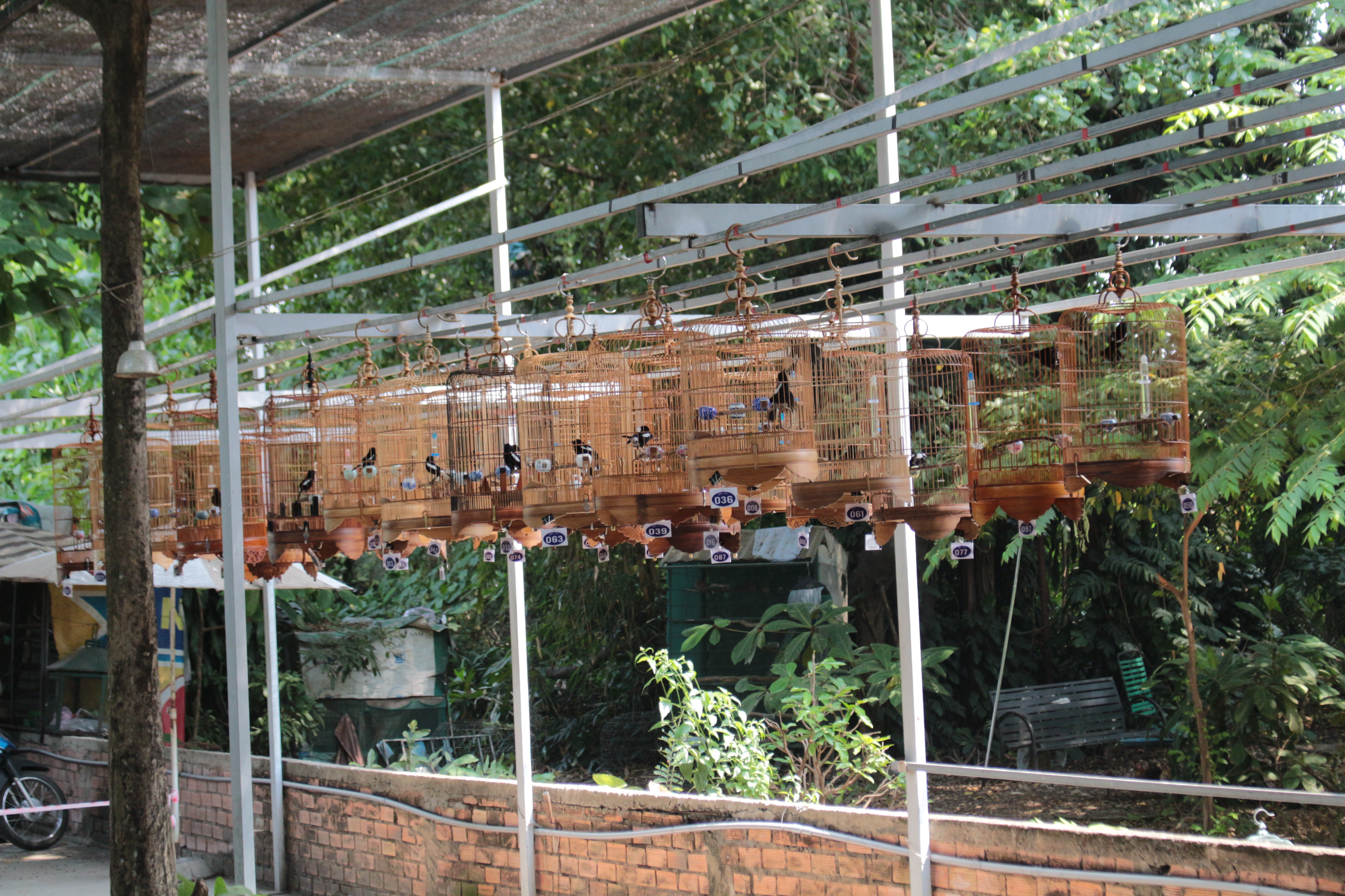 Birds in cages at the cafe next to Cafe Chợ Đồ Cổ in Binh Thanh District, Ho Chi Minh City. Photo: Ray Kuschert