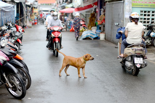 Man dies of rabies after pet dog bite in south-central Vietnam