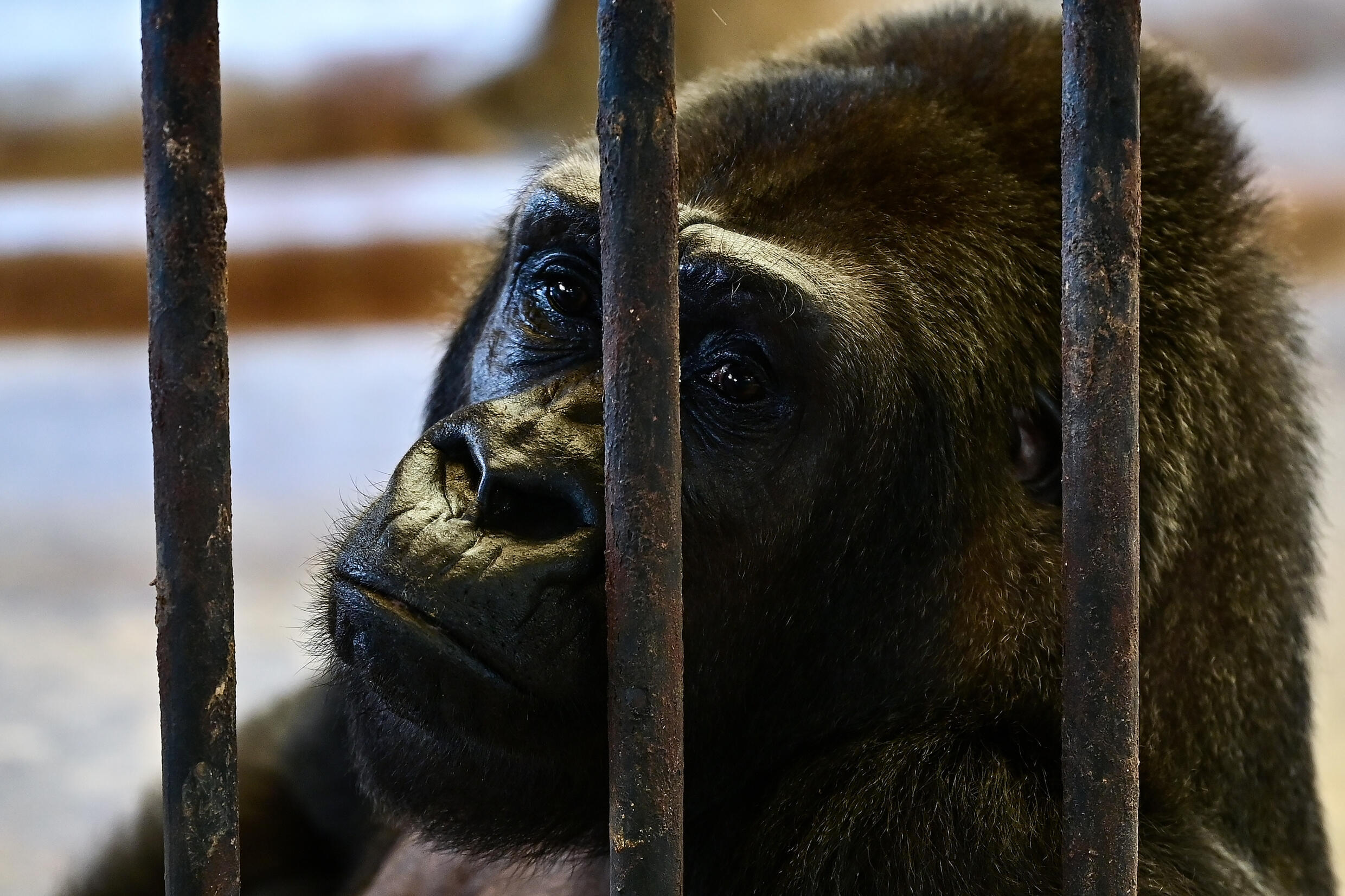 This photograph taken through a glass facade on March 9, 2023 shows Thailands only gorilla, a female named 'Bua Noi' or Little Lotus, looking on from behind the bars of her cage at the Pata Zoo in Bangkok. Photo: AFP