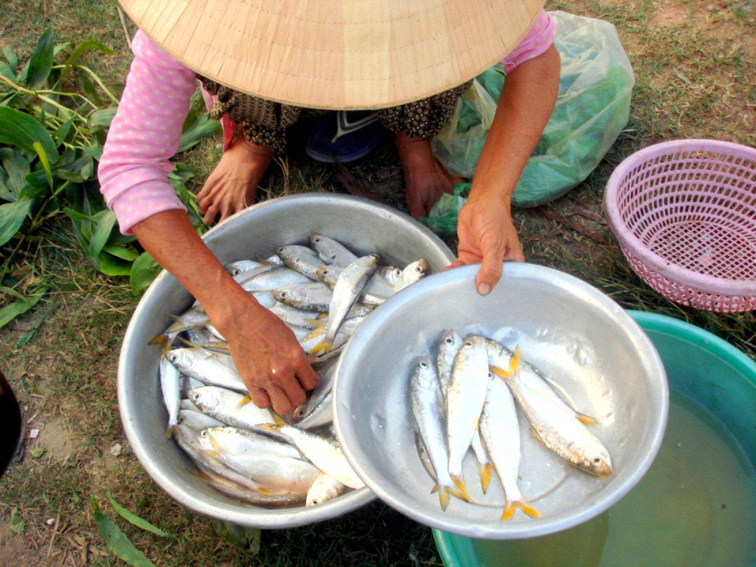 Sardines are offered for sale near the Yen River section running through Hoa Vang District, Da Nang City in central Vietnam. Photo: Hoa Vang / Tuoi Tre