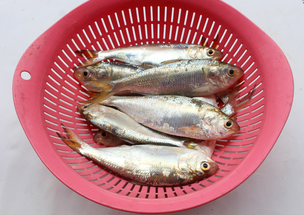 Freshly-caught sardines. Photo: Hoa Vang / Tuoi Tre