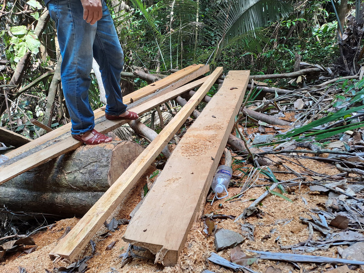 Many big trees are knocked down. Photo: Van Dinh/ Tuoi Tre