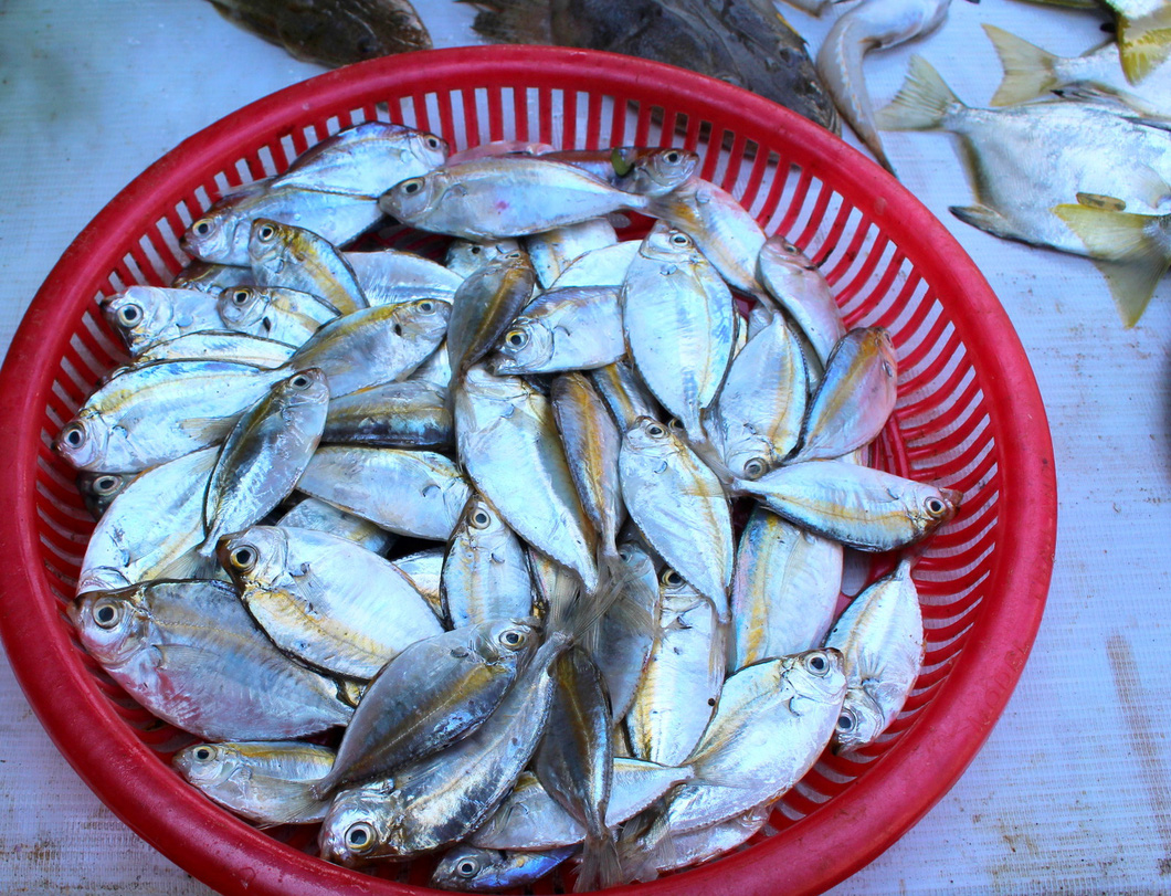 Ponyfish are offered for sale at affordable prices at a rural wet market. Photo: Hoa Vang / Tuoi Tre