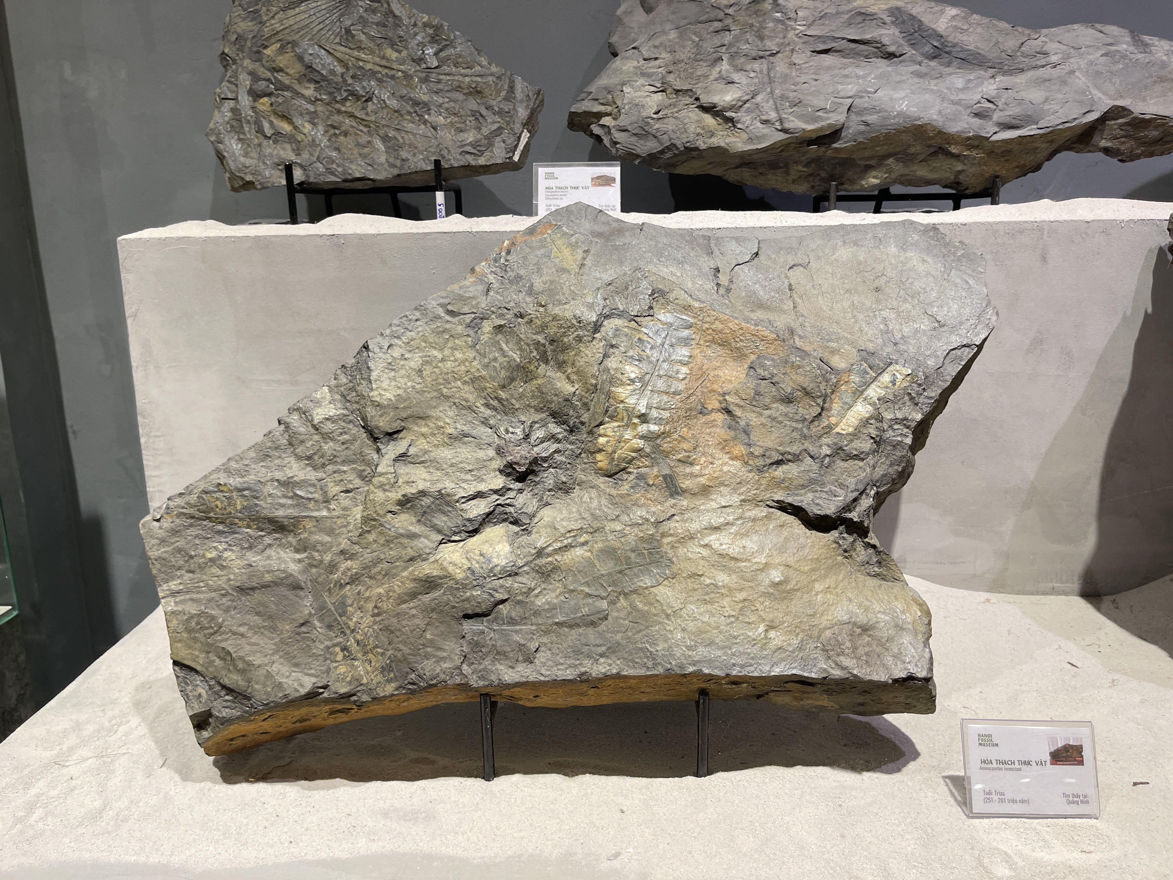 A plant fossil found in Quang Ninh Province, Vietnam on display at the exhibition. Photo: Dong Nguyen / Tuoi Tre News