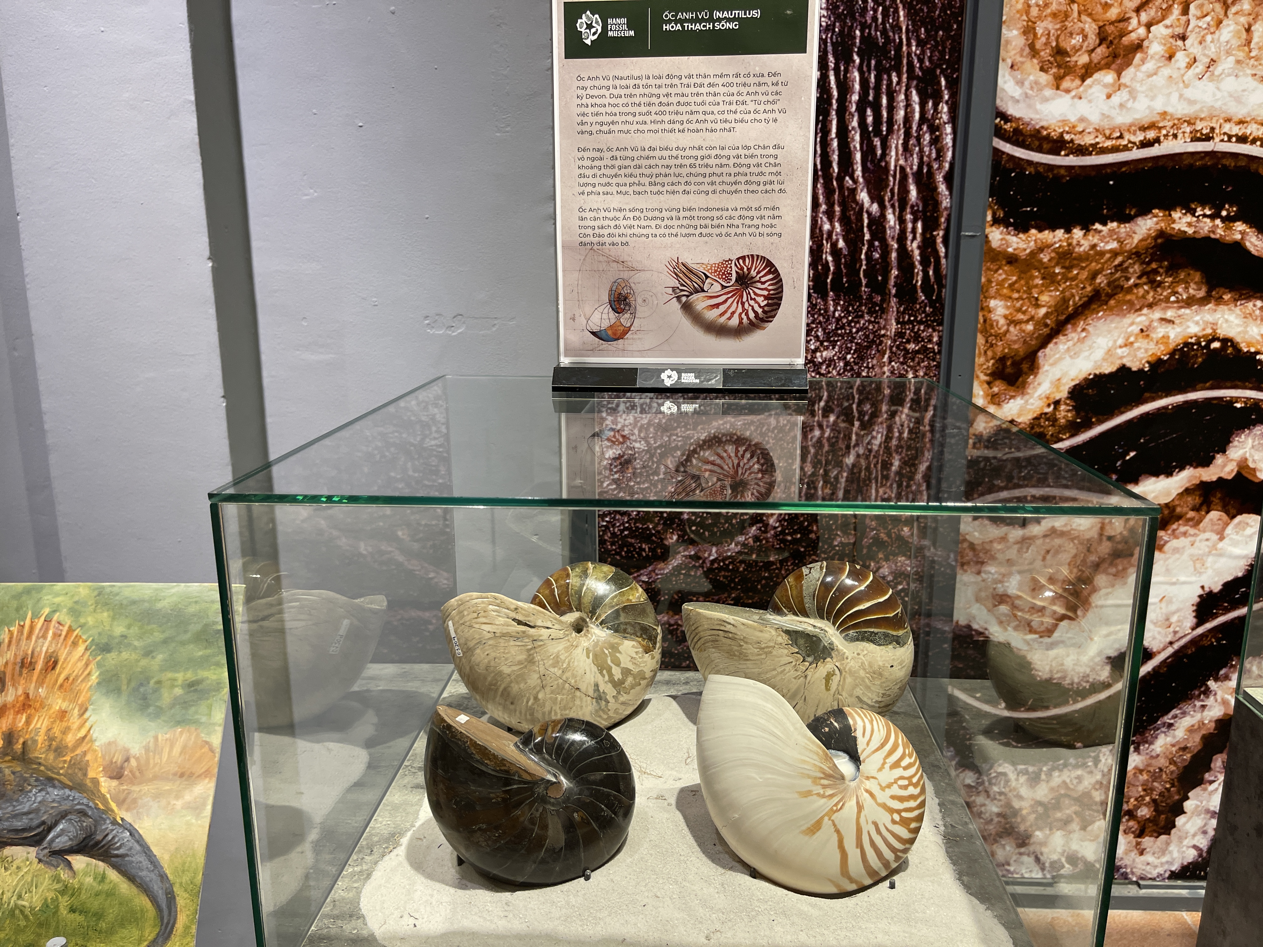 Nautilus fossils on display at the exhibition. Photo: Dong Nguyen / Tuoi Tre News