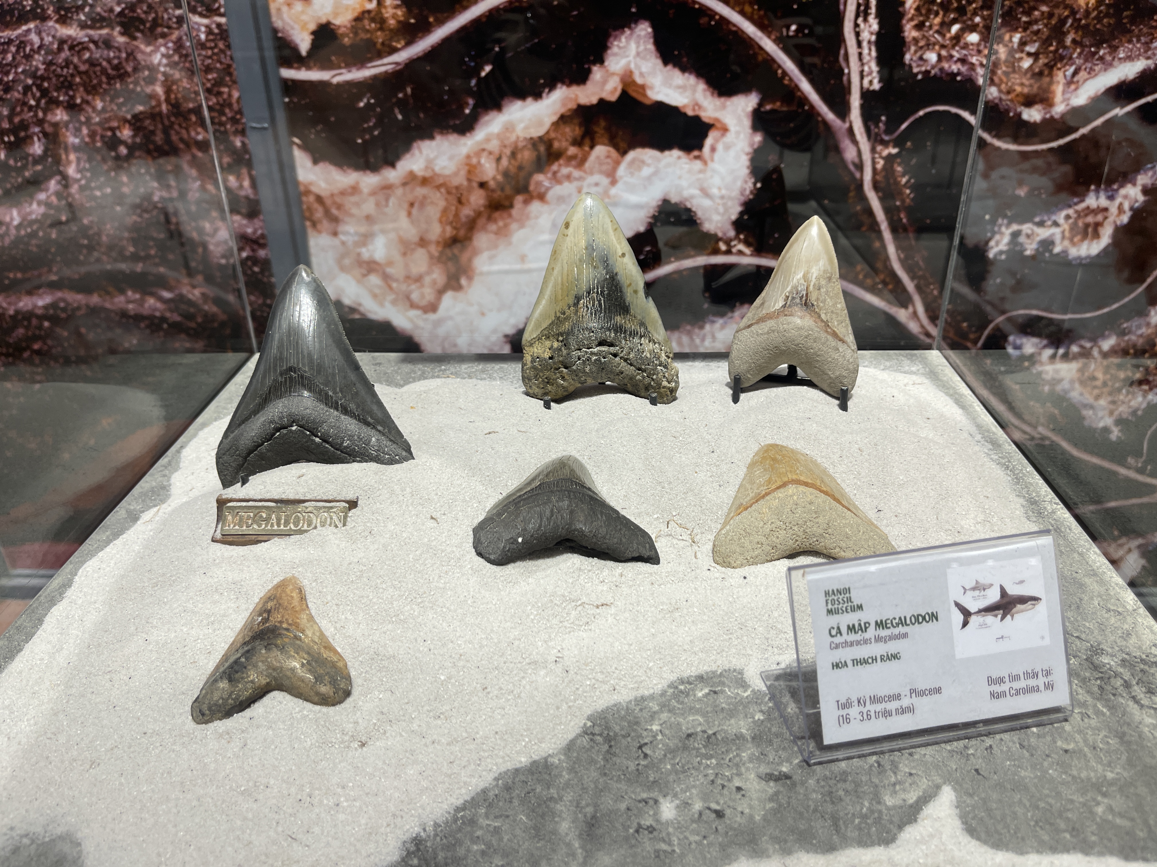 Travel back in time to see earth evolution at this fossil exhibition in central Vietnam