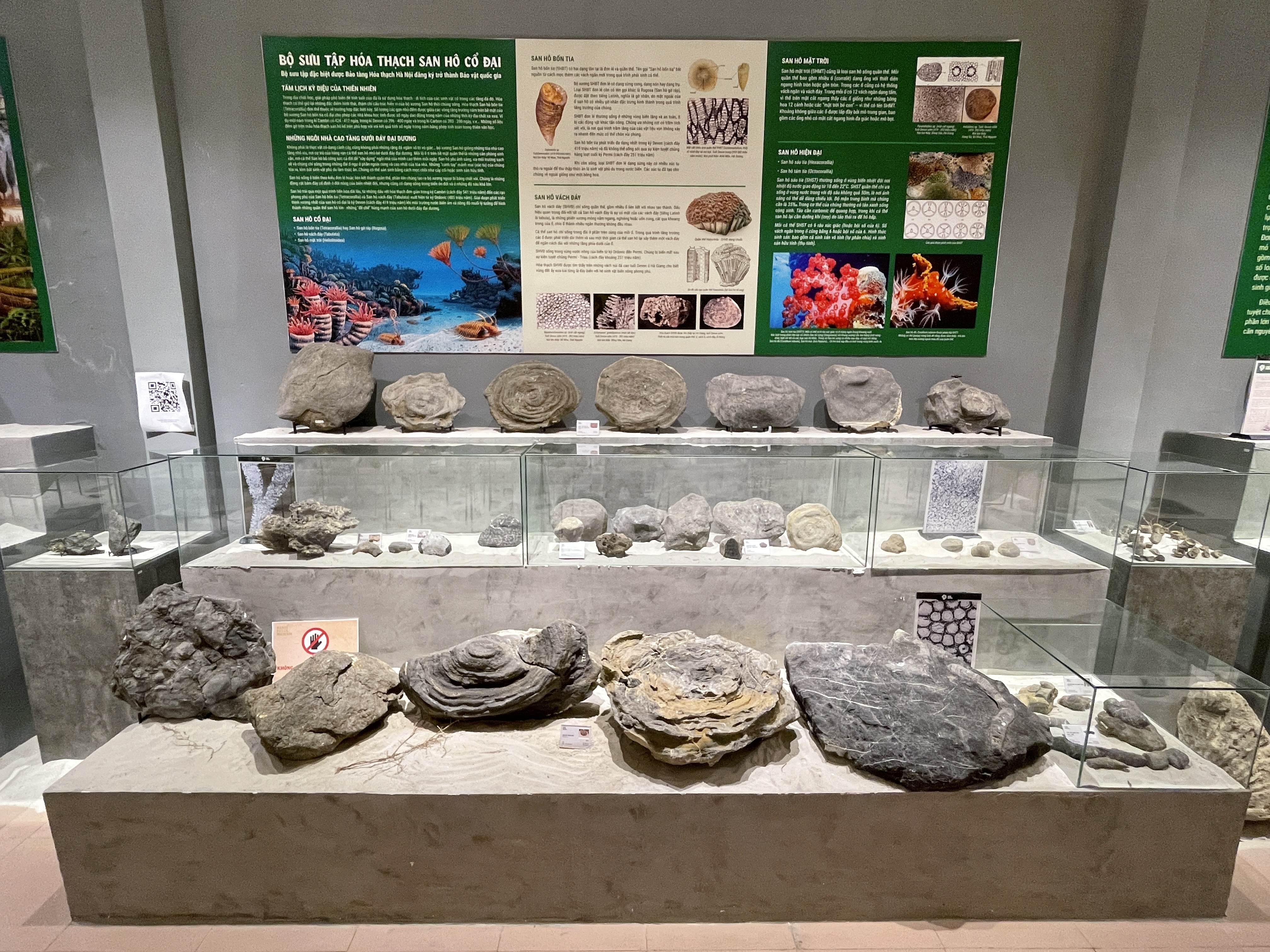 A collection of ancient coral fossils is on display at the venue. Photo: Dong Nguyen / Tuoi Tre News