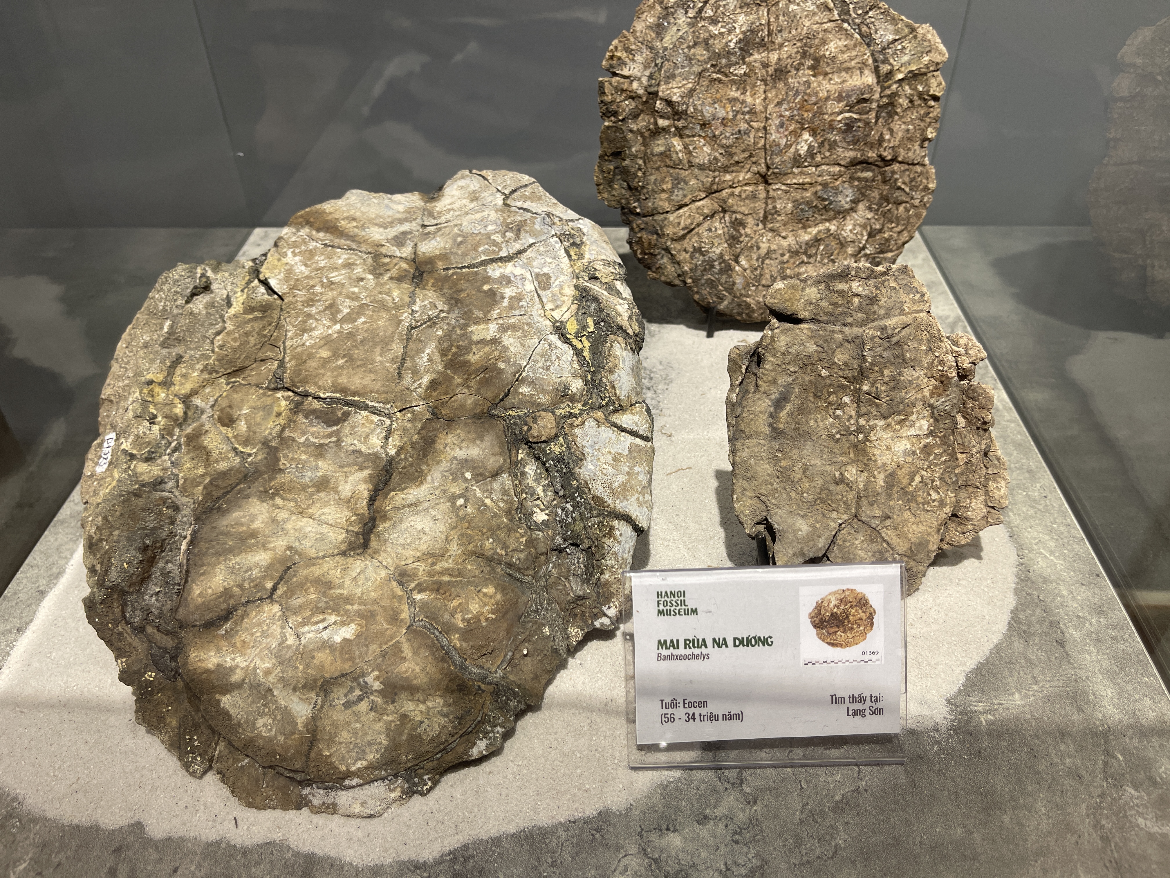 An Eocene era Banhxeochelys found in the northern province of Lang Son on show at the venue. Photo: Dong Nguyen / Tuoi Tre News