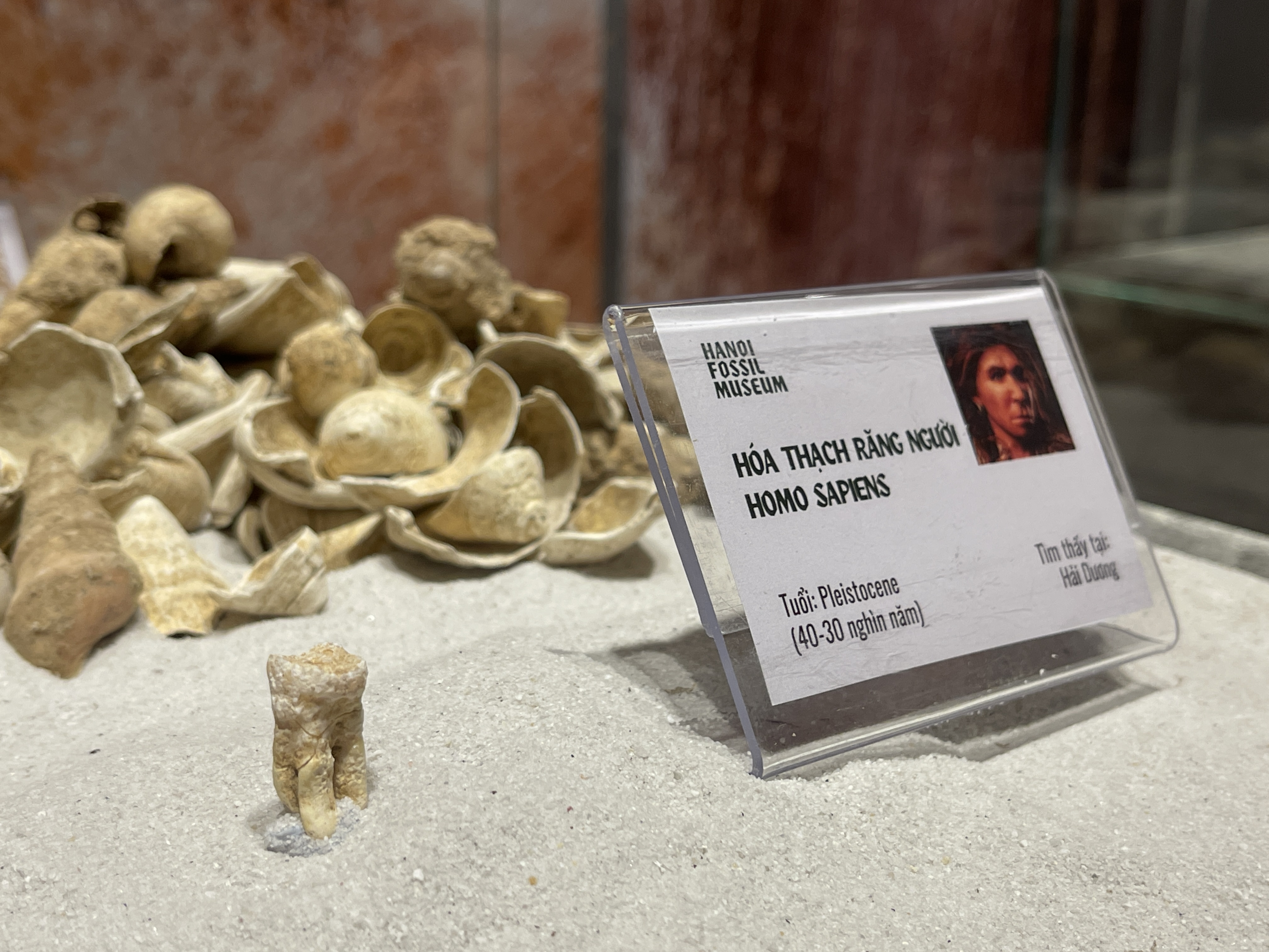 A human tooth fossil from the Pleistocene era on display at the exhibition. Photo: Dong Nguyen / Tuoi Tre News