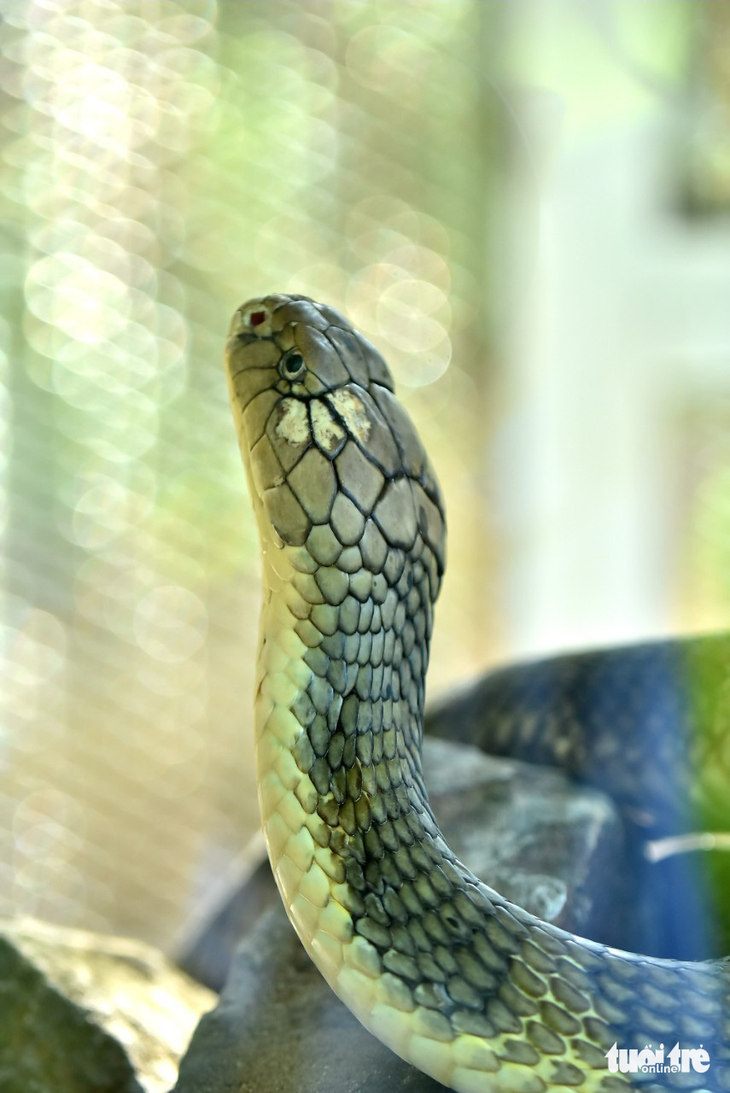 The king cobra has a big head. Photo: Chi Cong/ Tuoi Tre