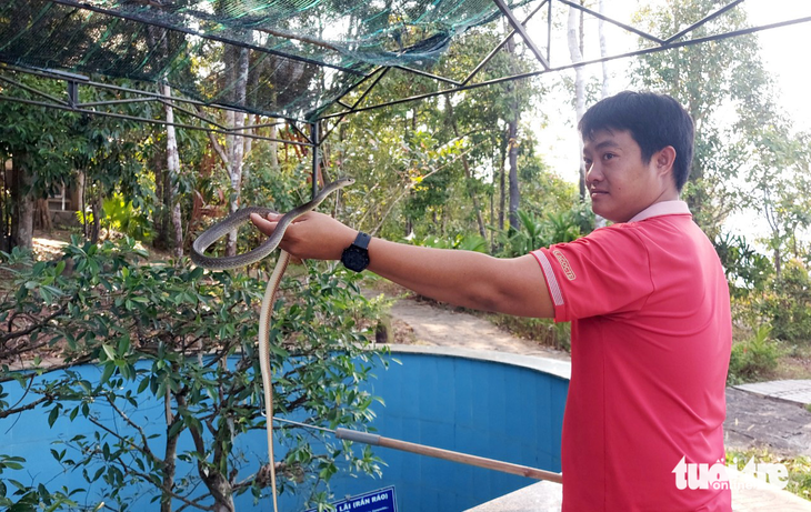 Dong Tam 2 Snake Farm in Phu Quoc City is nourishing multiple types of snakes. Photo: Chi Cong/ Tuoi Tre