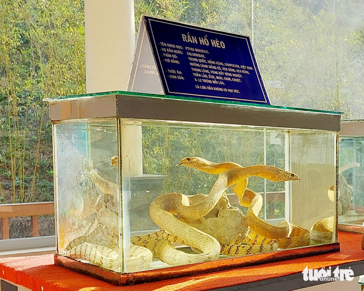 A model of a snake on display at Dong Tam 2 Snake Farm. Photo: Chi Cong/ Tuoi Tre