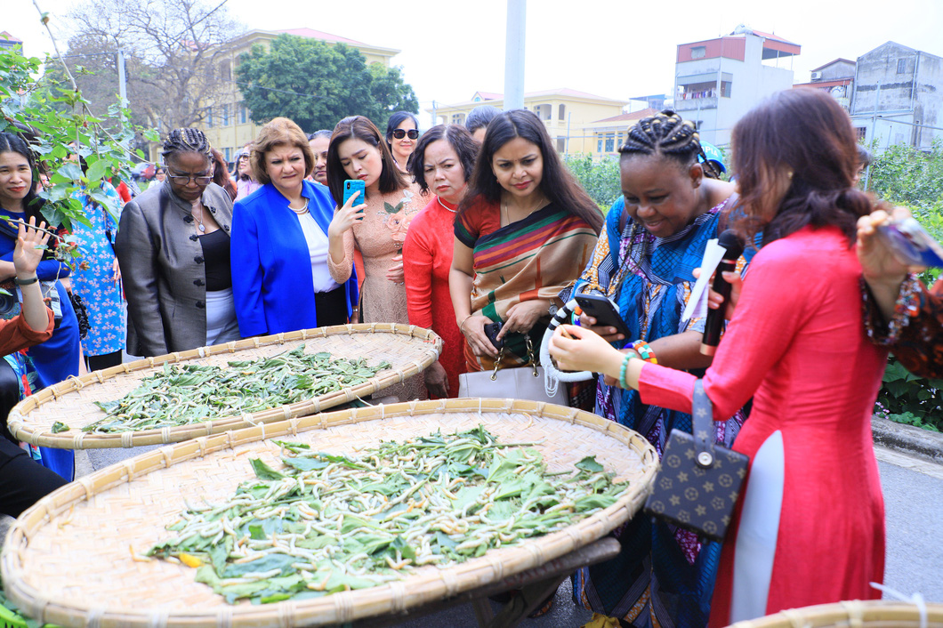 Female diplomats and the spouses of ambassadors watch silkworms being fed with mulberry leaves on trays near a mulberry garden in the Vietnam Sericulture Research Center, located in Long Bien District, Hanoi, Vietnam. Photo: Tuoi Tre