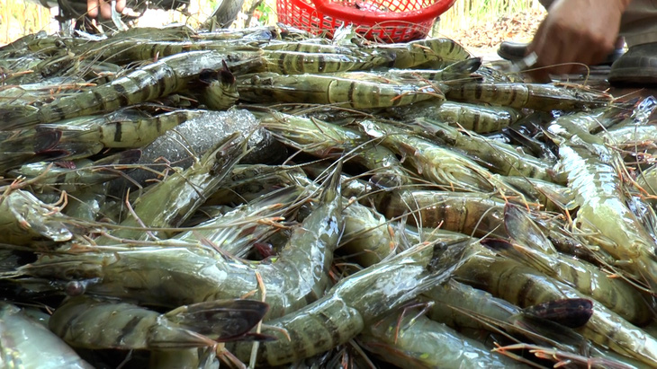 Vietnam’s Ca Mau to host first-ever shrimp festival in mid-2023