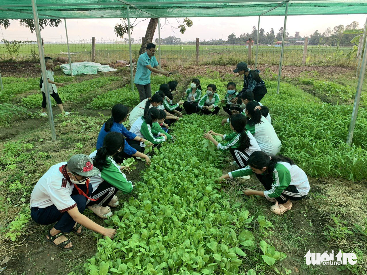 Schools in Vietnam’s Dong Thap strive to engage students in vegetable gardening