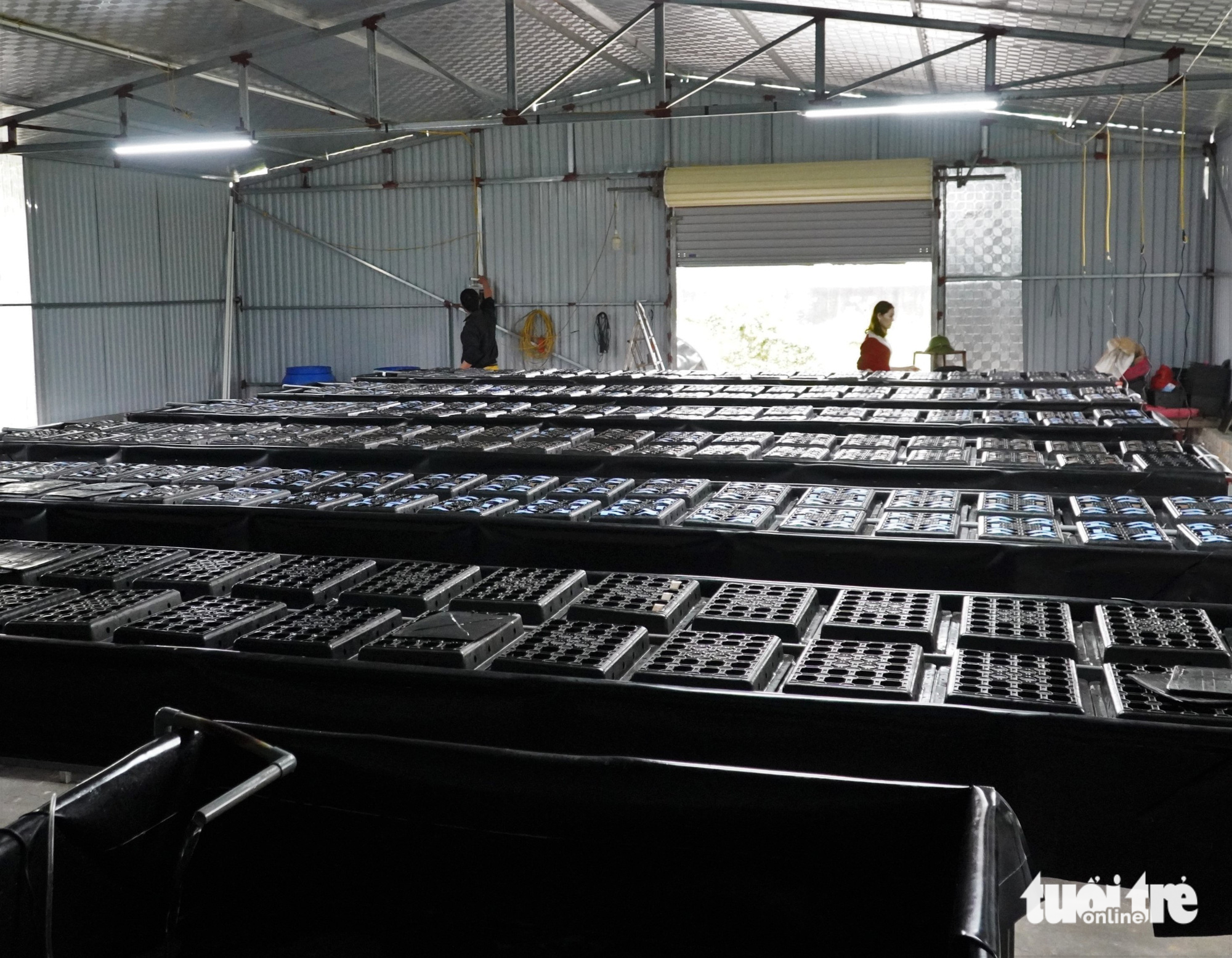 Crabs are raised in plastic boxes at Pham Thanh Son’s farm in Nghi Xuan District, Ha Tinh Province, Vietnam. Photo: Le Minh / Tuoi Tre