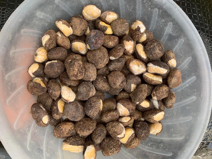 Vietnamese woman hospitalized after eating strange nuts