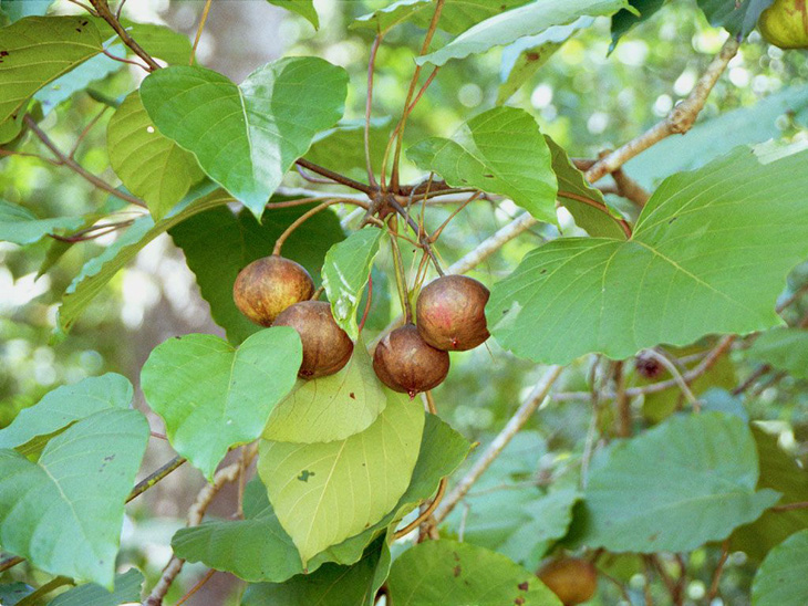 Vernicia Montana nuts, which contain Saponosid, a toxic substance. Photo: Supplied by Lang Son Provincial General Hospital