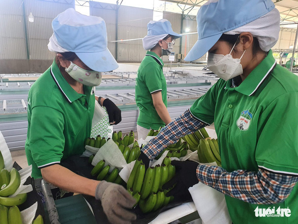 Vietnam’s Hoang Anh Gia Lai makes huge profit, but its operation ability in doubt