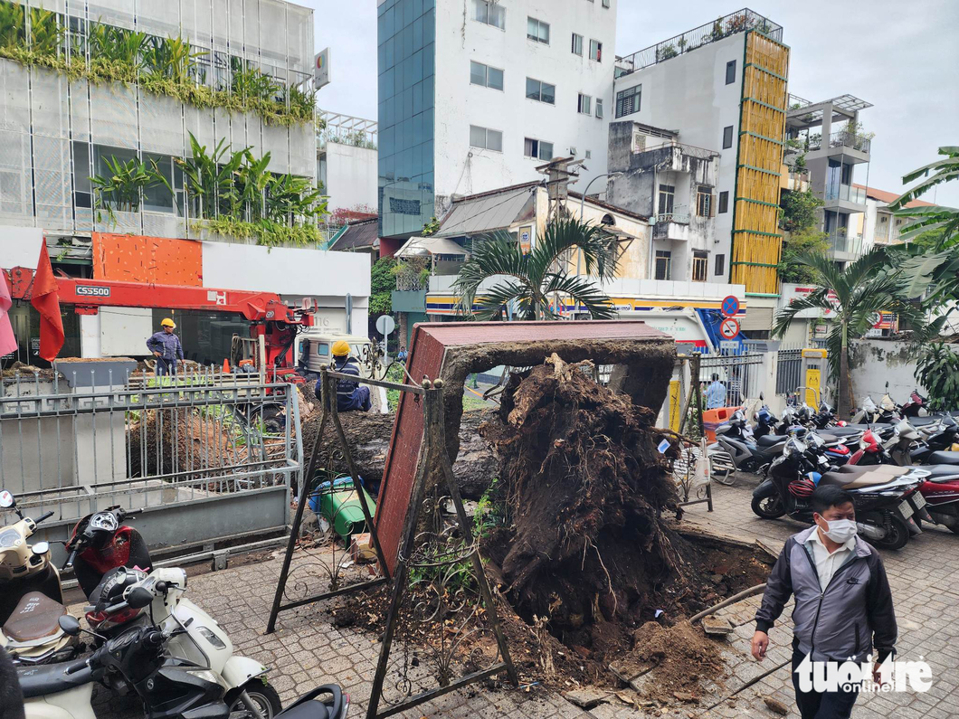 The fallen tree at Tran Van On Middle School in downtown Ho Chi Minh exposes its decaying roots. Photo: Ngoc Khai / Tuoi Tre