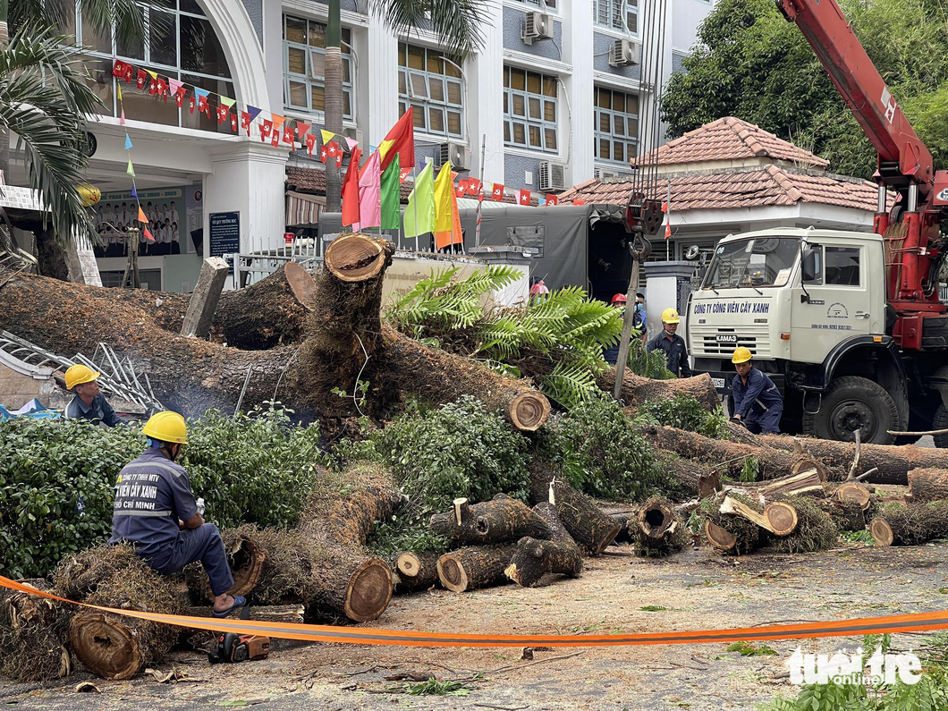 Employees at the city’s green tree park company section the fallen tree at Tran Van On Middle School in downtown Ho Chi Minh. Photo: Le Phan / Tuoi Tre