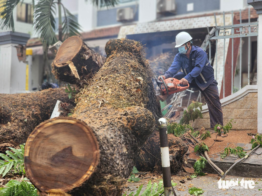 At about 10:00 am on the day, the road running through the scene of the uprooted tree is still blocked. A photo shows a worker of the city’s green tree park company sectioning the uprooted tree. Photo: Ngoc Khai / Tuoi Tre