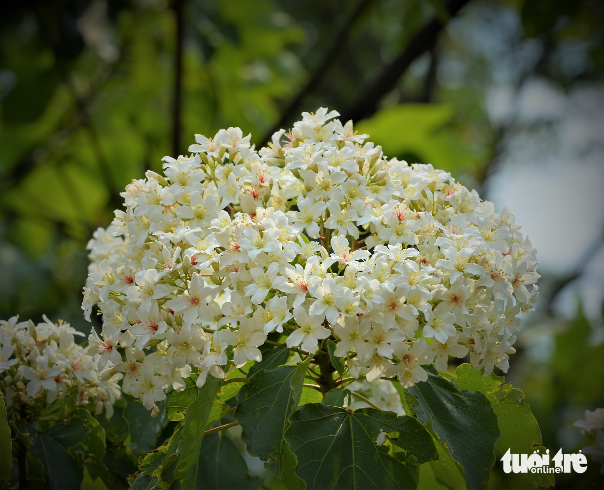 Vernicia flowers grow in bunches. Photo: Tuoi Tre