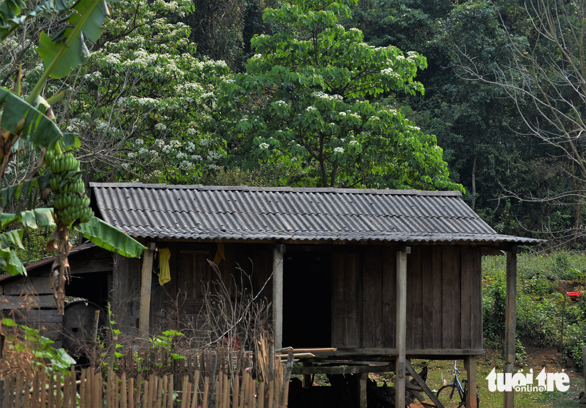 A local house nestles next to vernicia trees in full bloom. Photo: Tuoi Tre