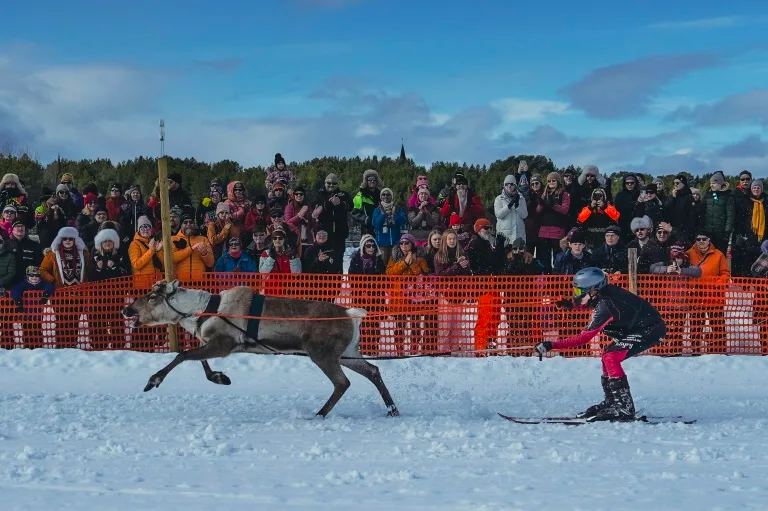 Reindeer racing king crowned in Arctic tournament | Tuoi Tre News