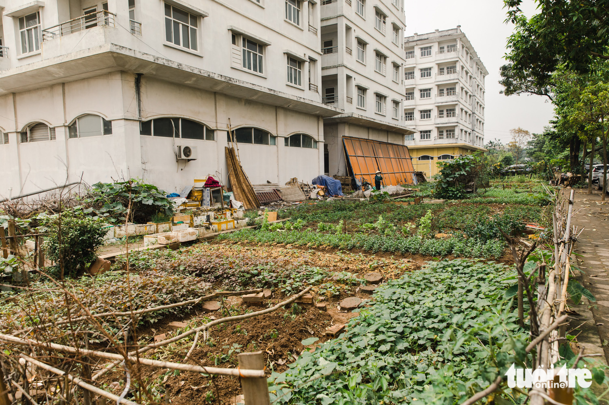 Some local residents started growing vegetables by an uninhabited resettlement project in Hanoi. Photo: Tuoi Tre