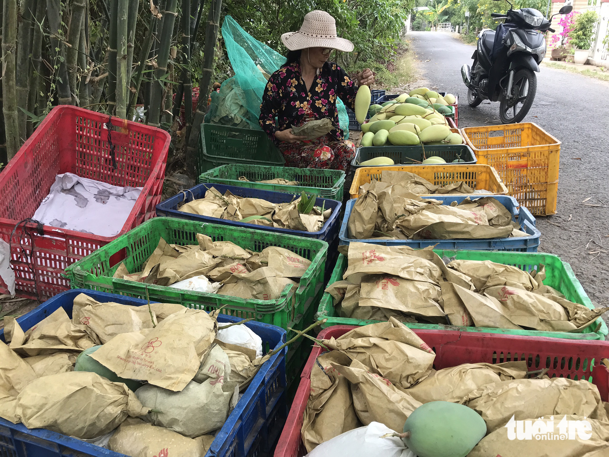 Mango fest to commence later this month in southern Vietnam