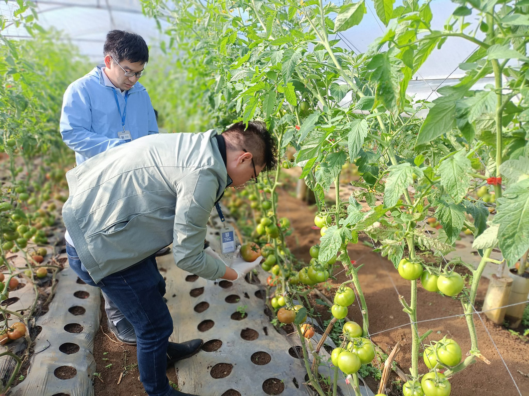 Tomatoes are tested at Mang Den Xanh Farm. Photo: L.V. / Tuoi Tre