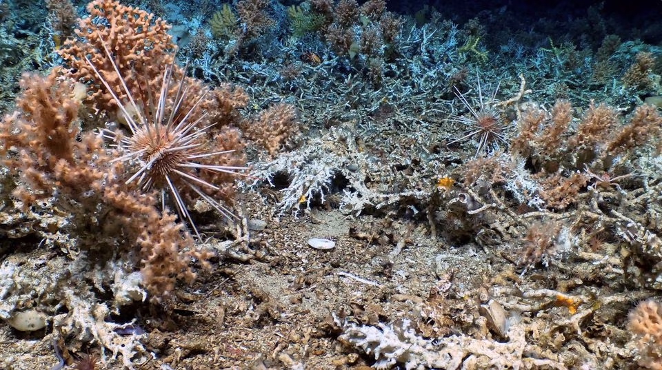 A view of an ancient and pristine coral reef discovered by a scientific expedition in the depths of the Galapagos Islands, in Ecuador, is pictured in this undated handout photo obtained by Reuters on April 17, 2023. Photo: Reuters