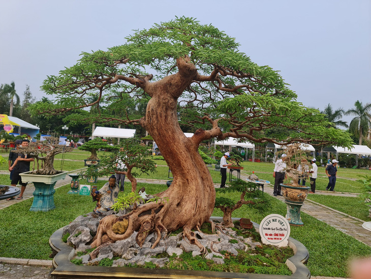 Over 2,000 bonsai trees from 24 Vietnamese localities displayed in central region
